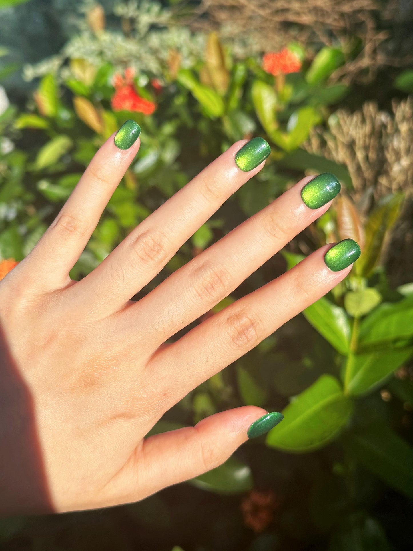 Squoval-Short Nail-Cat's Eye (10pcs) OMDXX078
